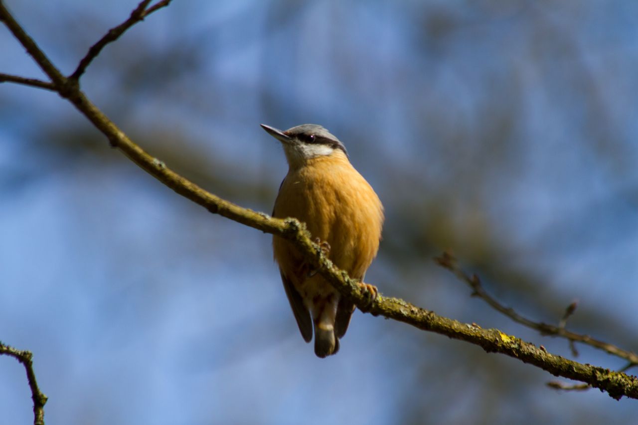 Kleiber, Vogel über mir