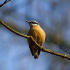 Kleiber, Vogel über mir