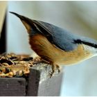 Kleiber vor dem Abflug