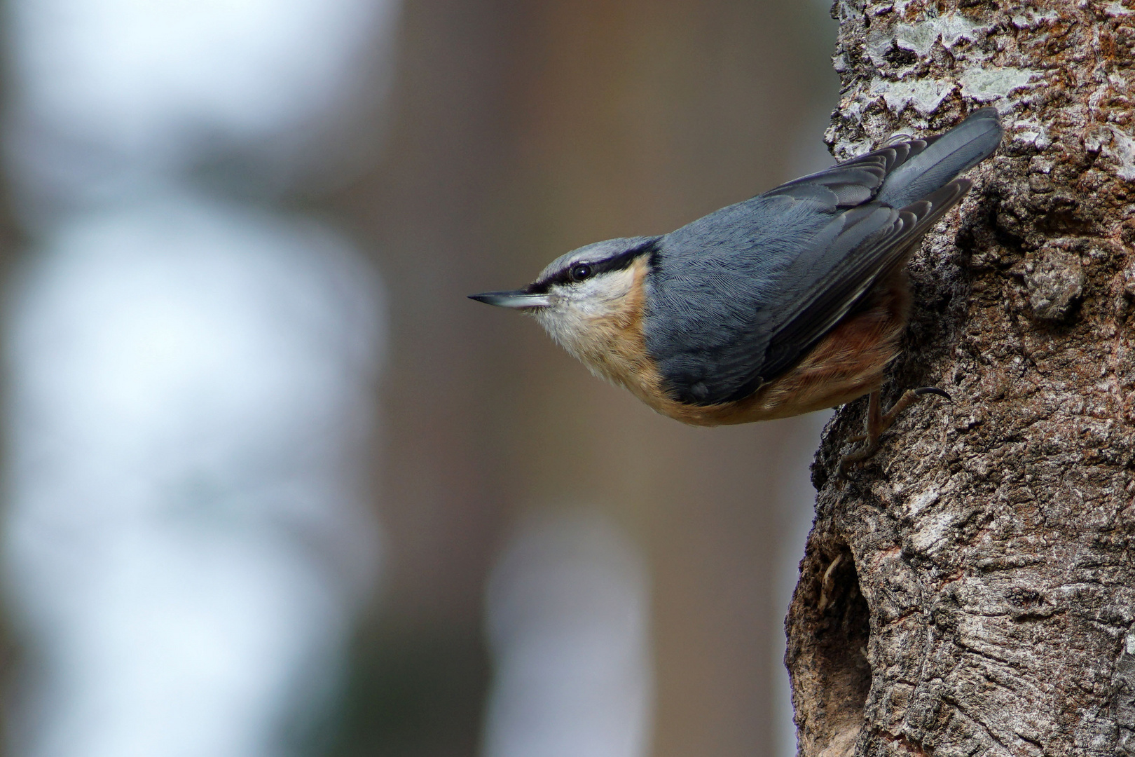 Kleiber vor dem Nest