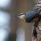 Kleiber vor dem Nest