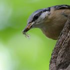 Kleiber vor seinem Nestloch mit Nahrung