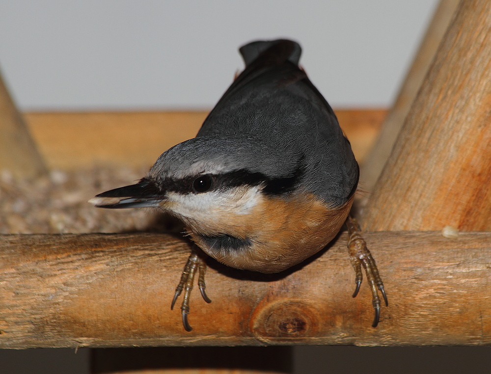 Kleiberbesuch am Vogelhäuschen