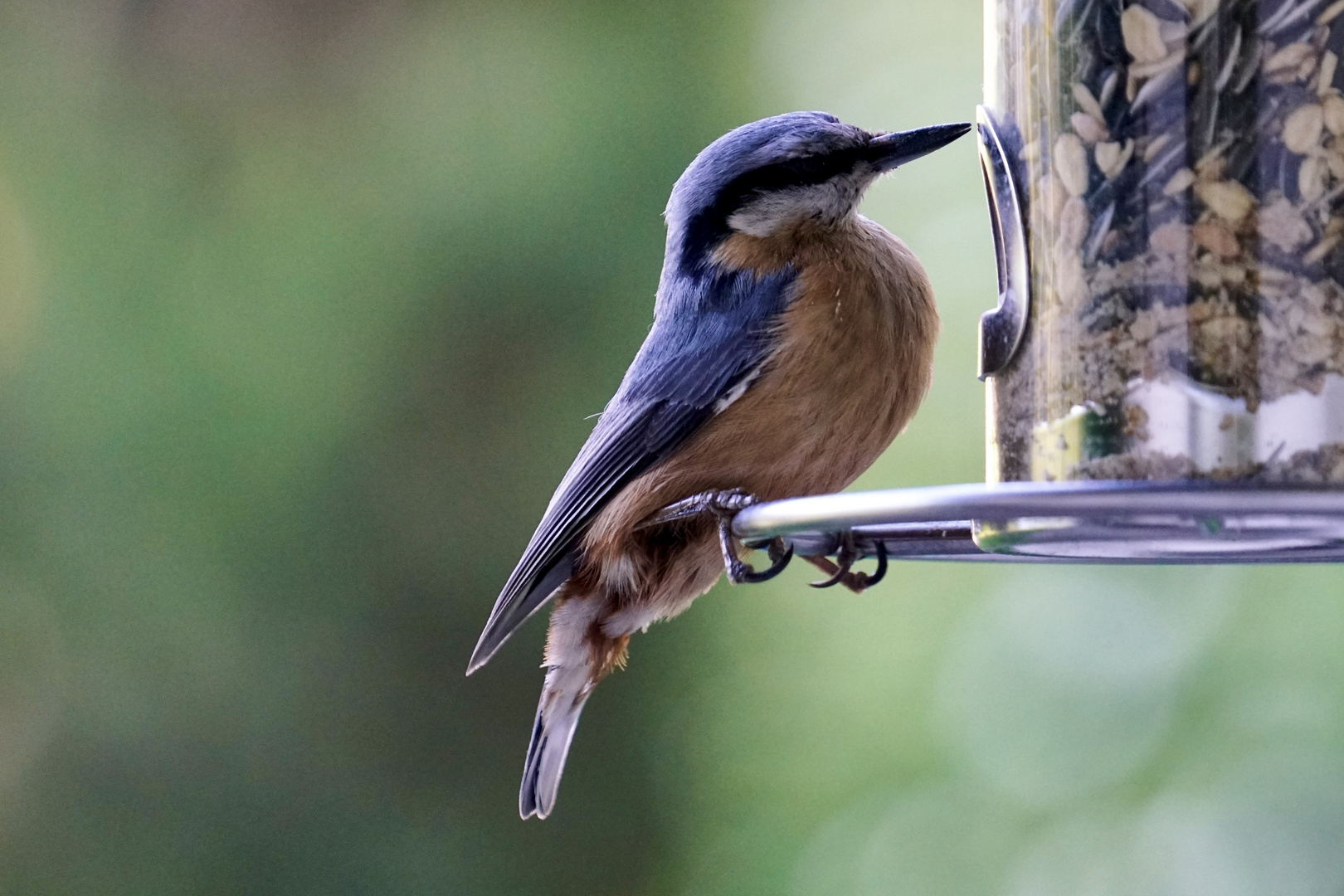 Kleiber(Sitta europaea)