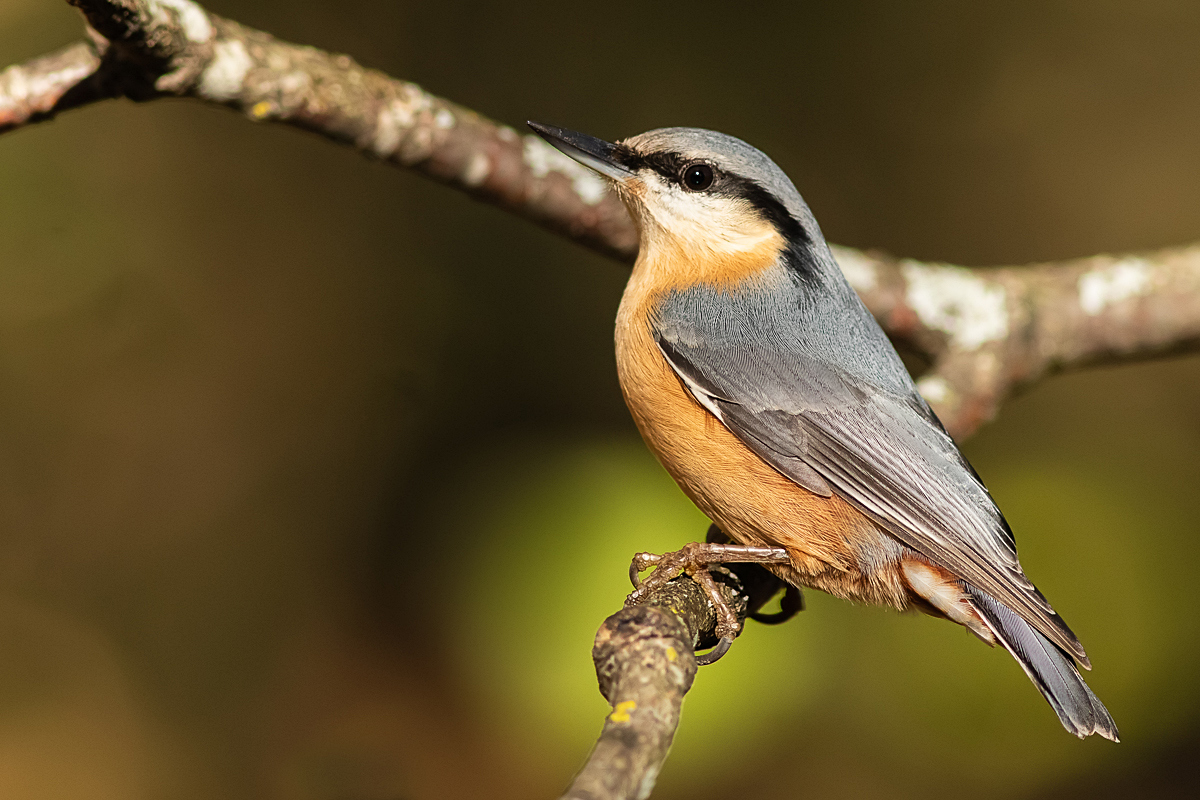 Kleiber,Sitta europaea