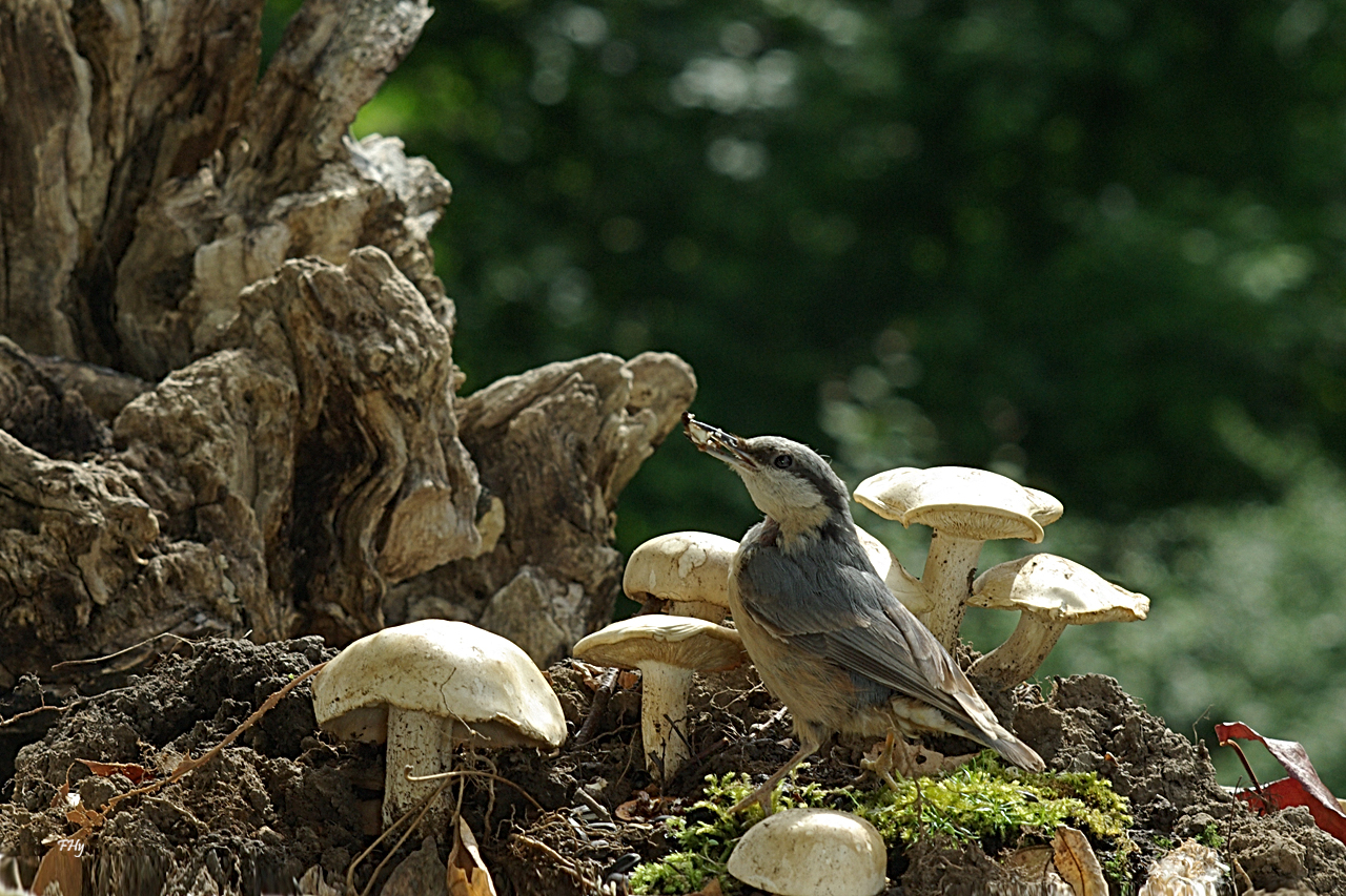 Kleiberweibchen in Maipilzen