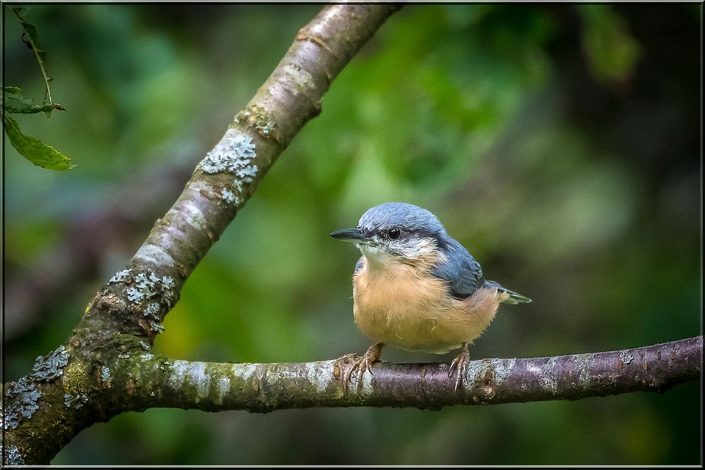 Kleibi... Foto & Bild tiere, wildlife, wild lebende vögel Bilder auf