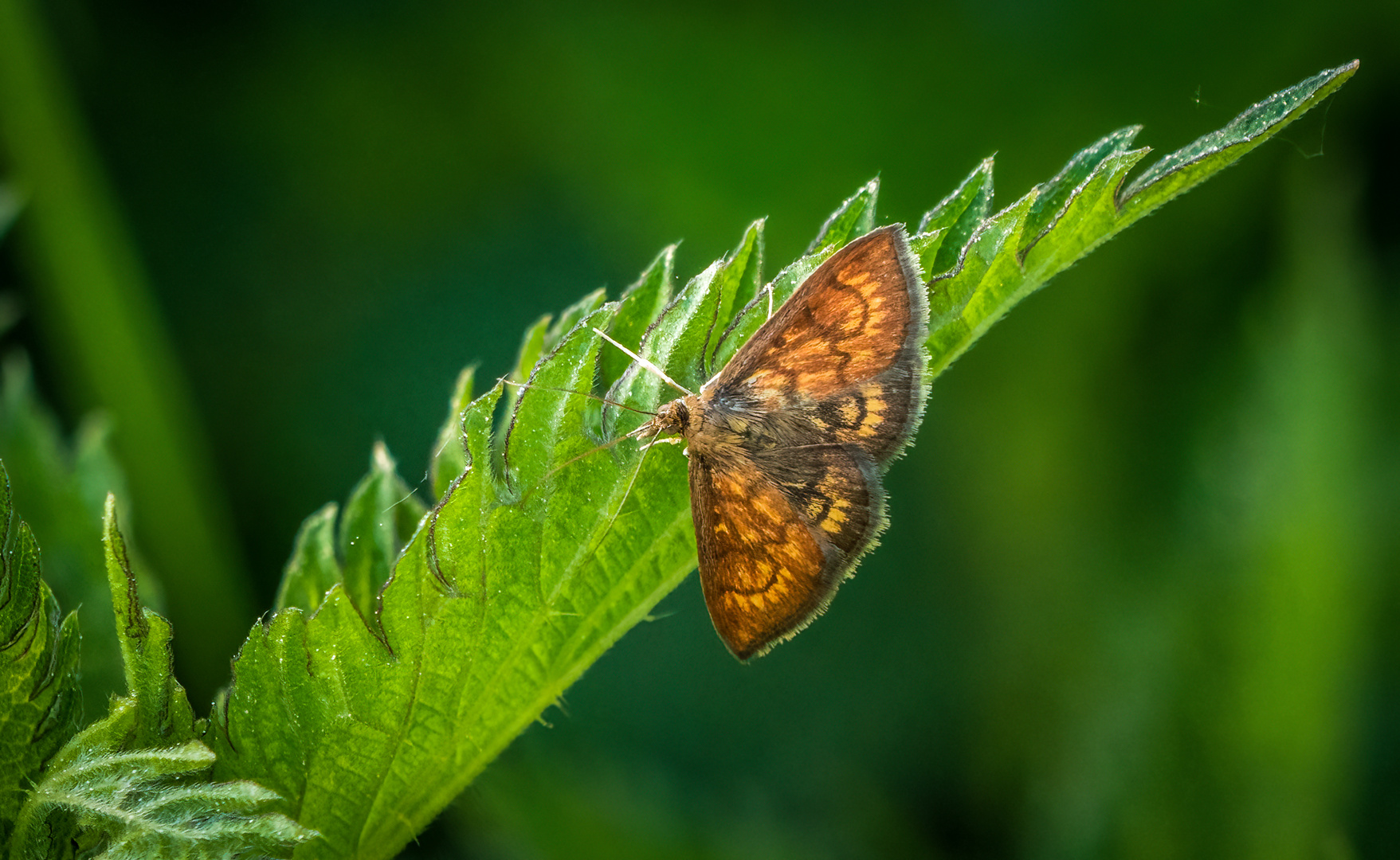 "Klein - aber Auffallend" Ecpyrrhorrhoe rubiginalis