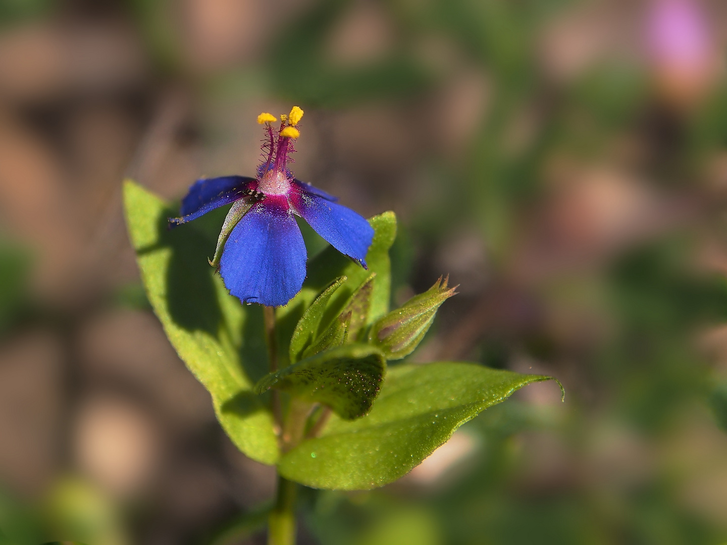 Klein aber fein - Acker-Gauchheil (Anagallis arvensis)