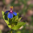 Klein aber fein - Acker-Gauchheil (Anagallis arvensis)