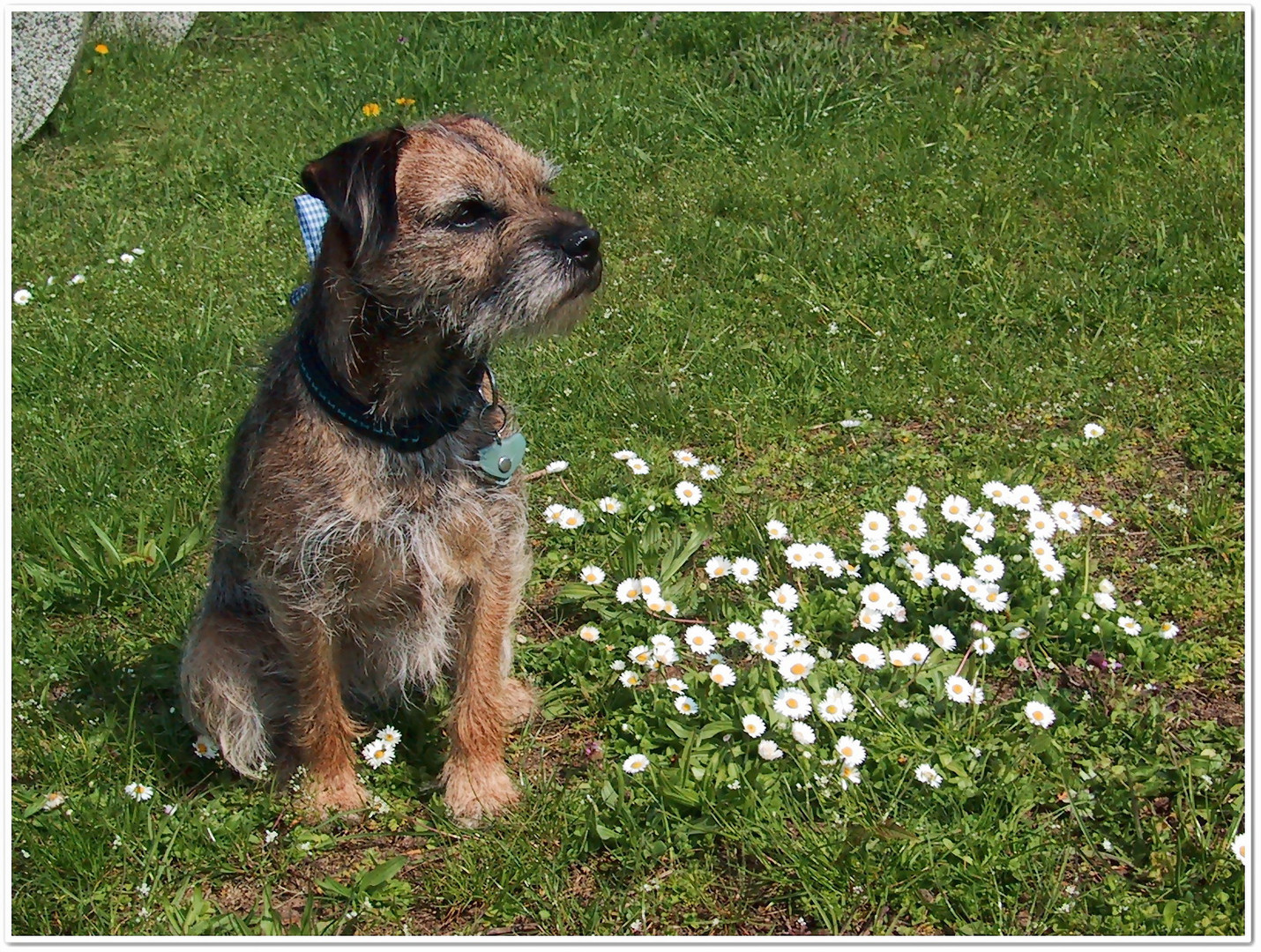 Klein aber fein, Blümchen und Borderterrier Fietje