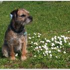 Klein aber fein, Blümchen und Borderterrier Fietje