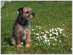 Klein aber fein, Blümchen und Borderterrier Fietje