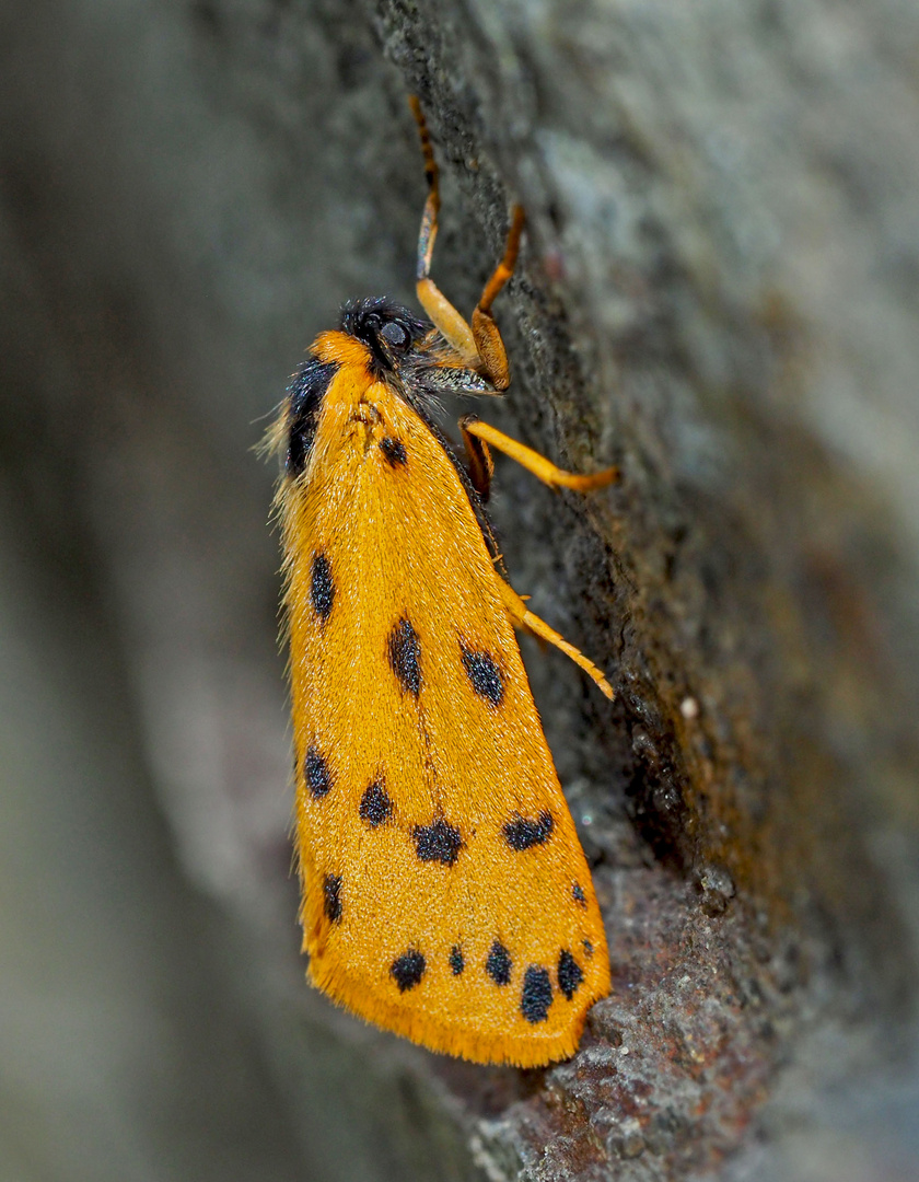 Klein aber fein: Das seltene Flechtenbärchen (Setina aurita oder Setina irrorella)*