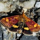 Klein, aber fein! Ein Zünsler (Pyrausta aurata).  *