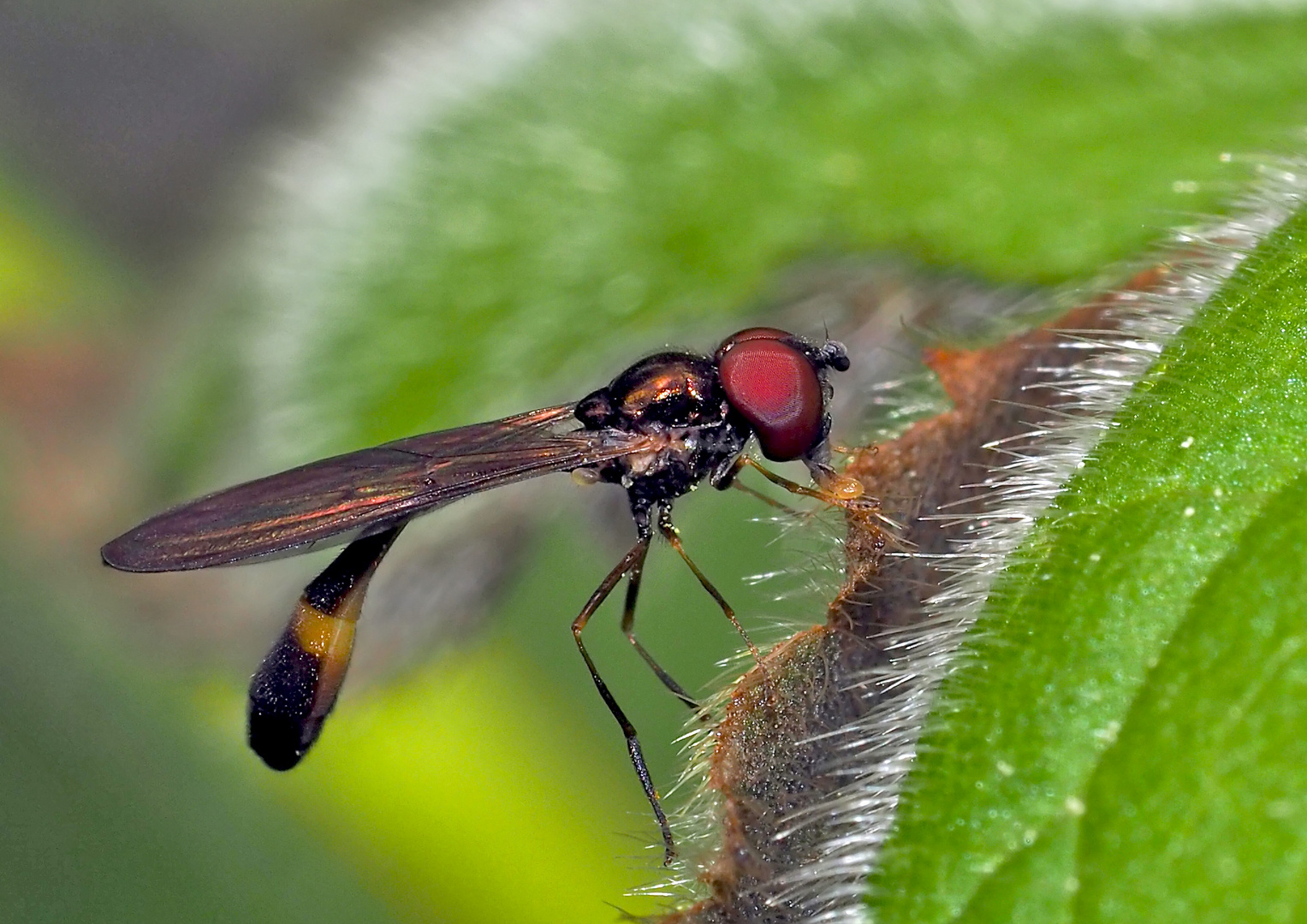 Klein aber fein, eine Gemeine Schattenschwebfliege (Baccha elongata)! *