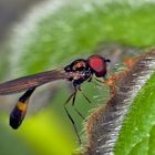 Klein aber fein, eine Gemeine Schattenschwebfliege (Baccha elongata)! *