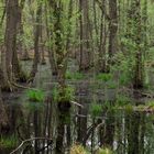 Klein, aber fein im Erlenbruchwald.