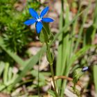 Klein aber fein - Schlauch-Enzian im Ammergebirge