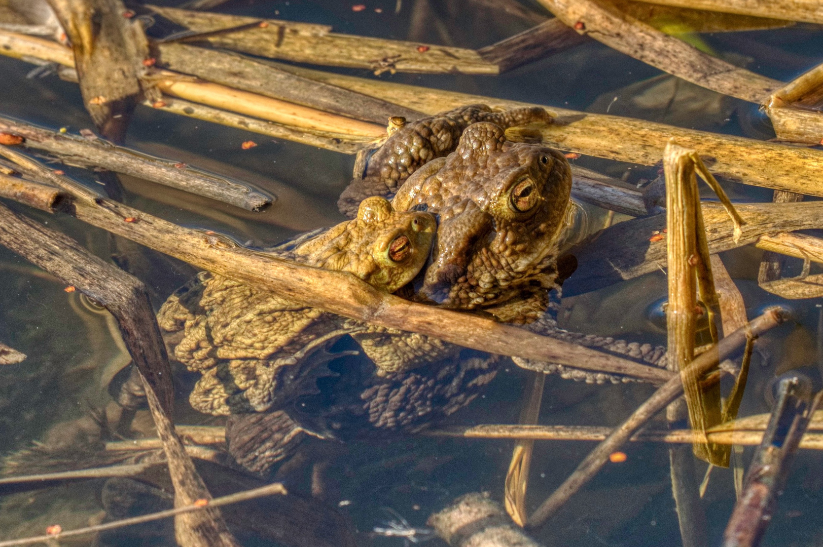Klein aber oho! Foto & Bild | tiere, wildlife, amphibien & reptilien ...