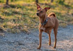 Klein - aber oho .. der Zwerg- oder Rehpinscher