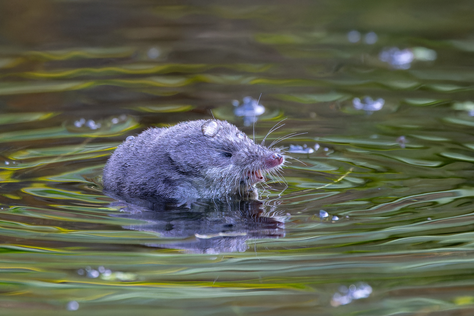 Klein aber oho - Die Wasserspitzmaus