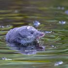 Klein aber oho - Die Wasserspitzmaus