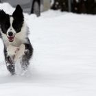 klein aber stampft durch den Schnee wie eine Grosse ;-)