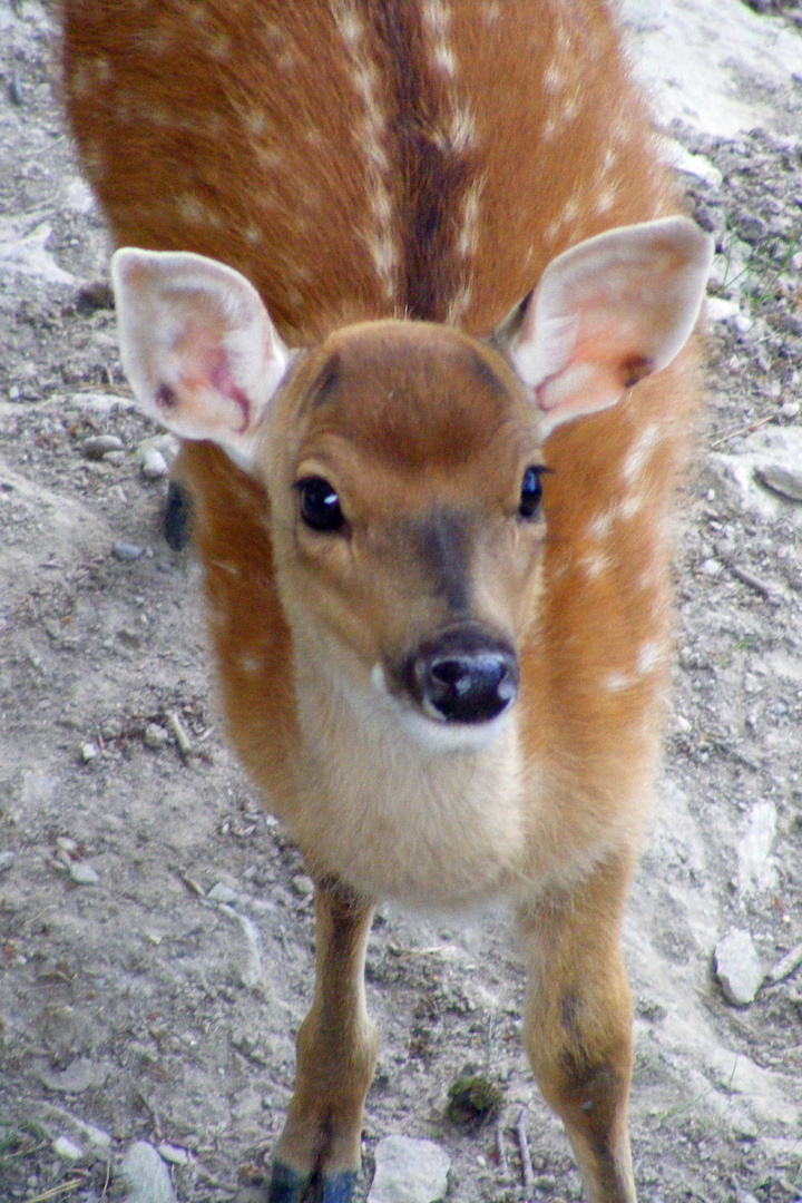 Klein Bambi