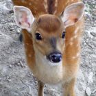 Klein Bambi
