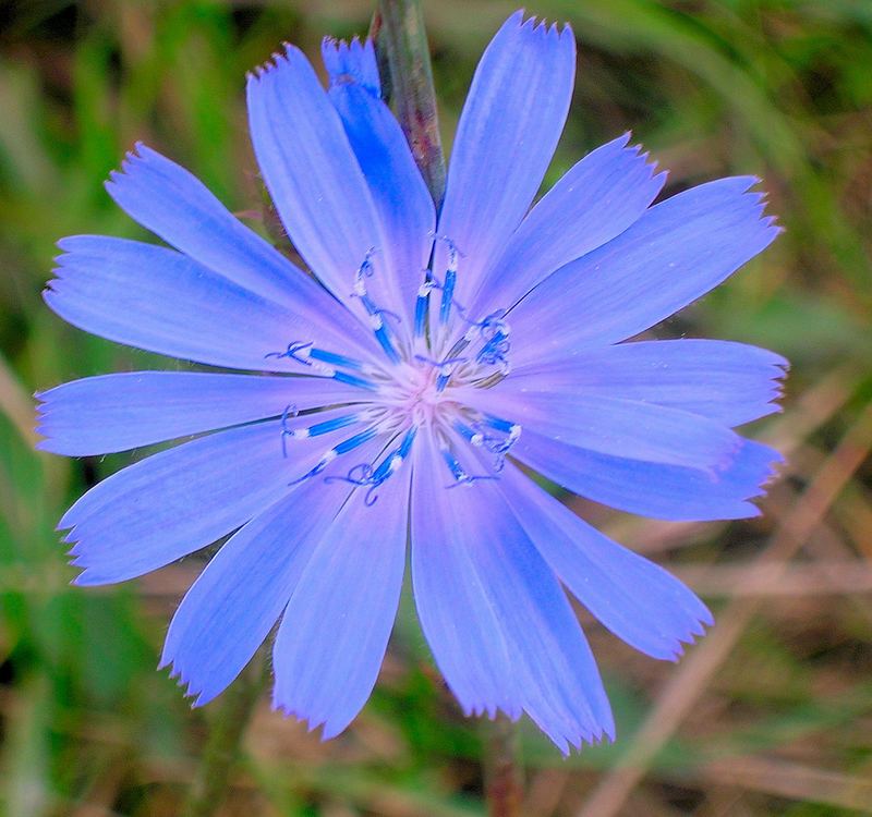 klein, blau und schnuckelich