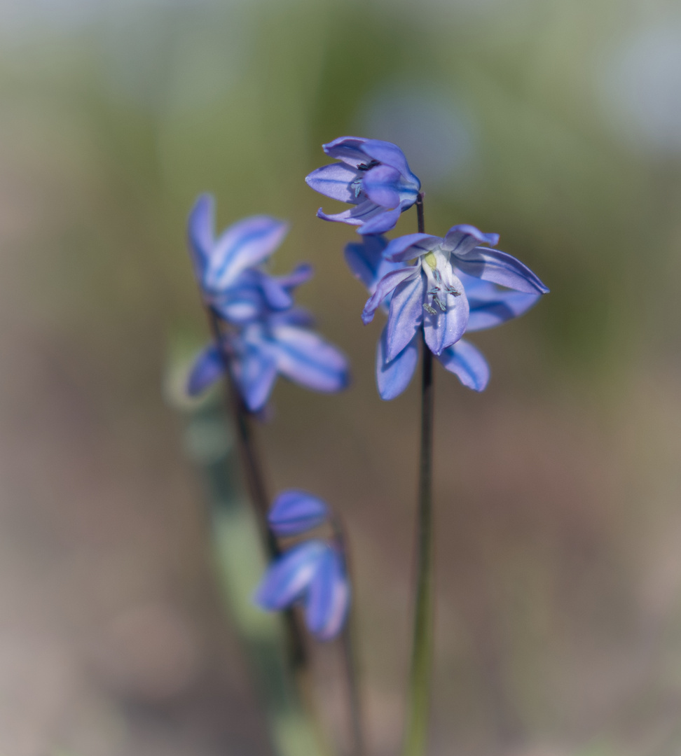 klein, blau und zart