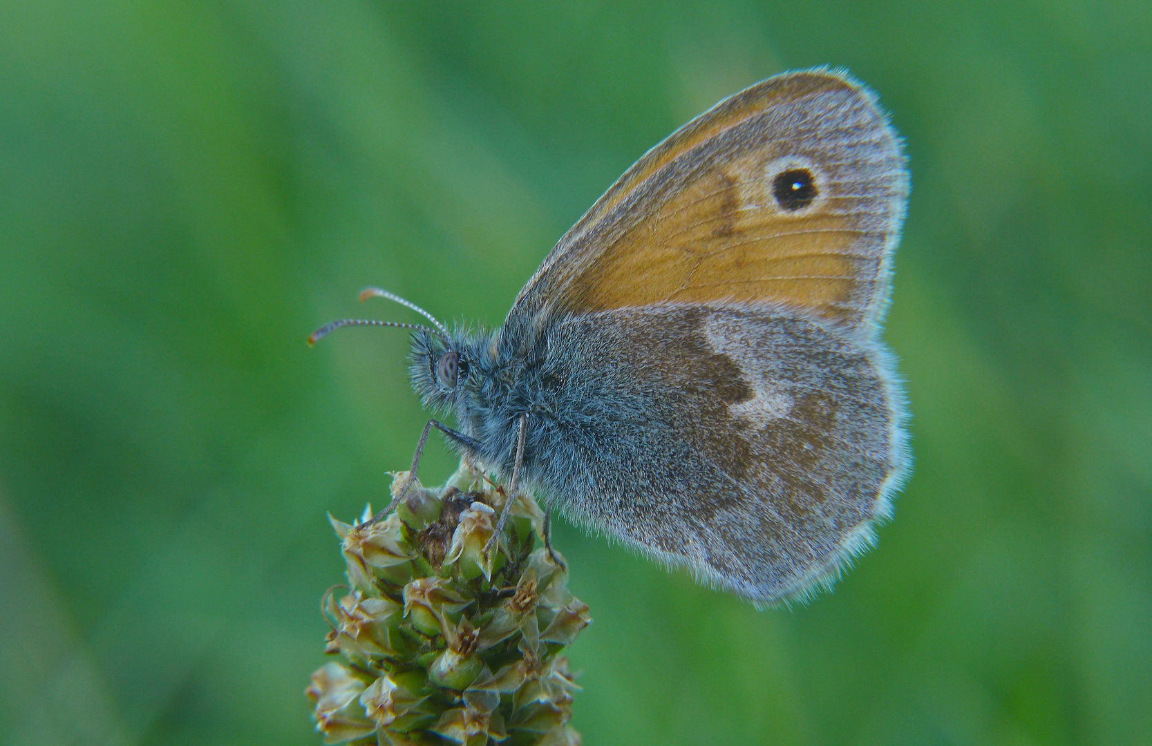 Klein, Blau,.Orange und ein Auge,..