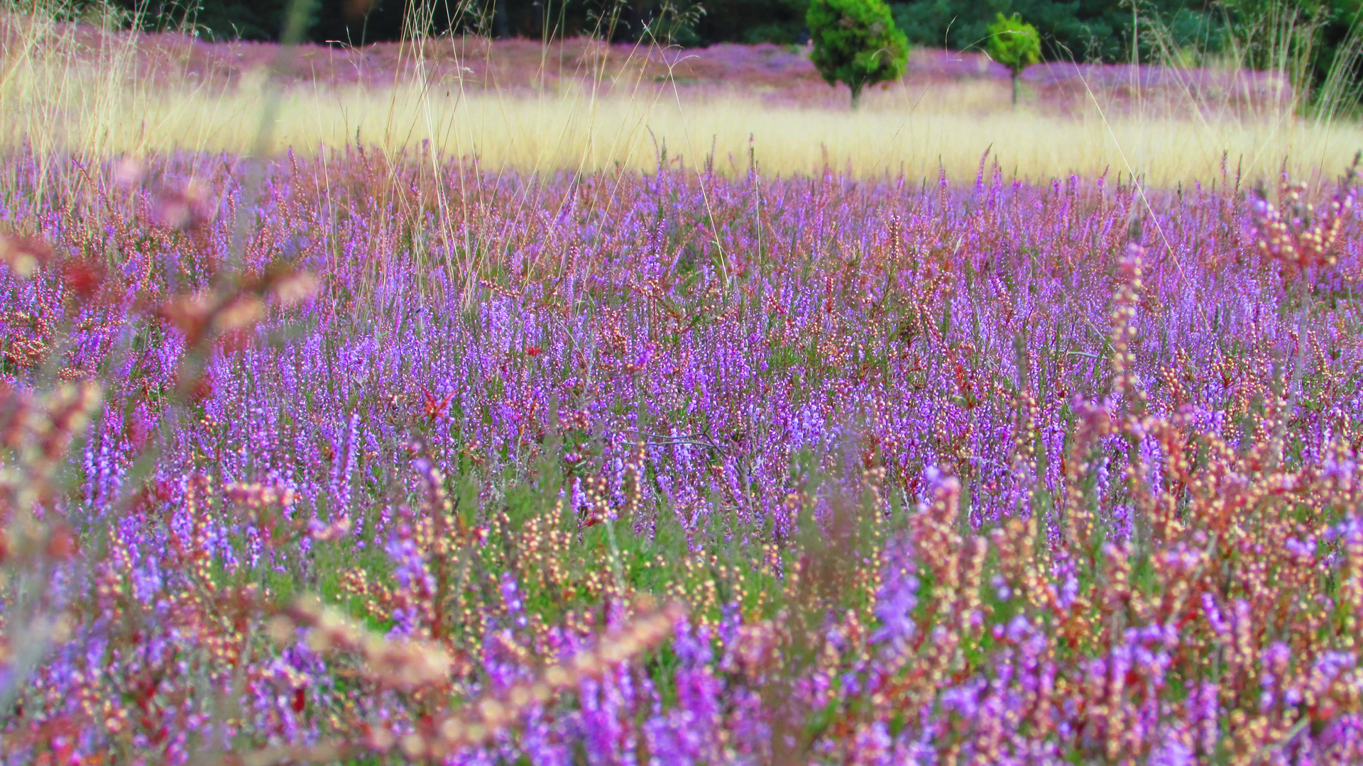 Klein Bünstorfer Heide