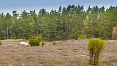 Klein Bünstorfer Heide_D4A1927