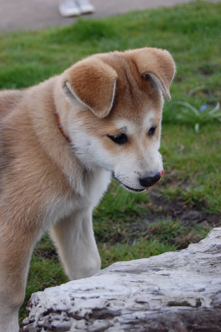 klein carlo auf entdeckungstour Foto & Bild tiere, haustiere, hunde
