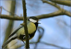 ...klein, dynamisch und ledig sucht Vogeldame!