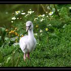 " Klein Flamingo allein im Grünen "