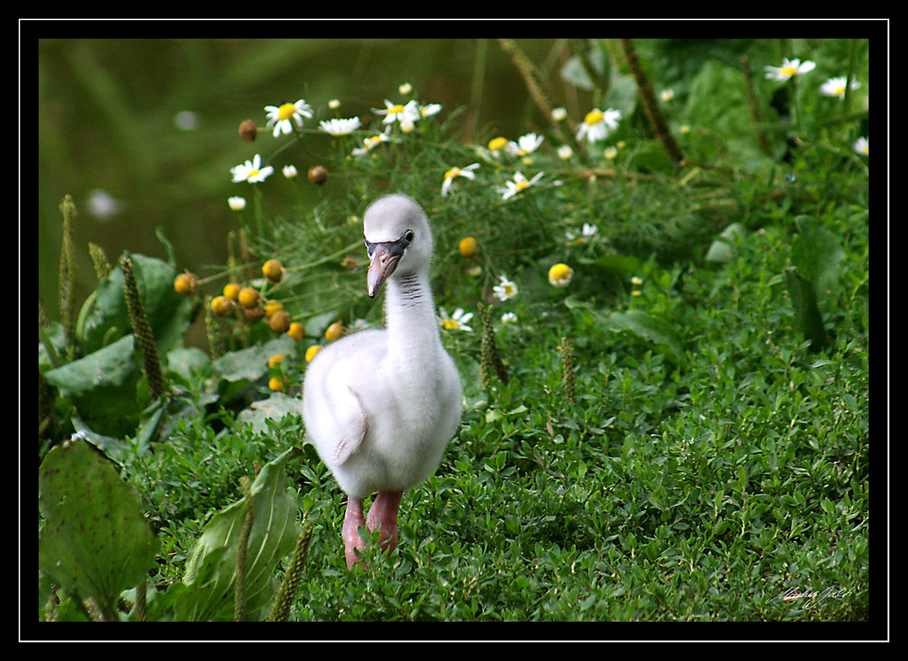 " Klein Flamingo allein im Grünen "