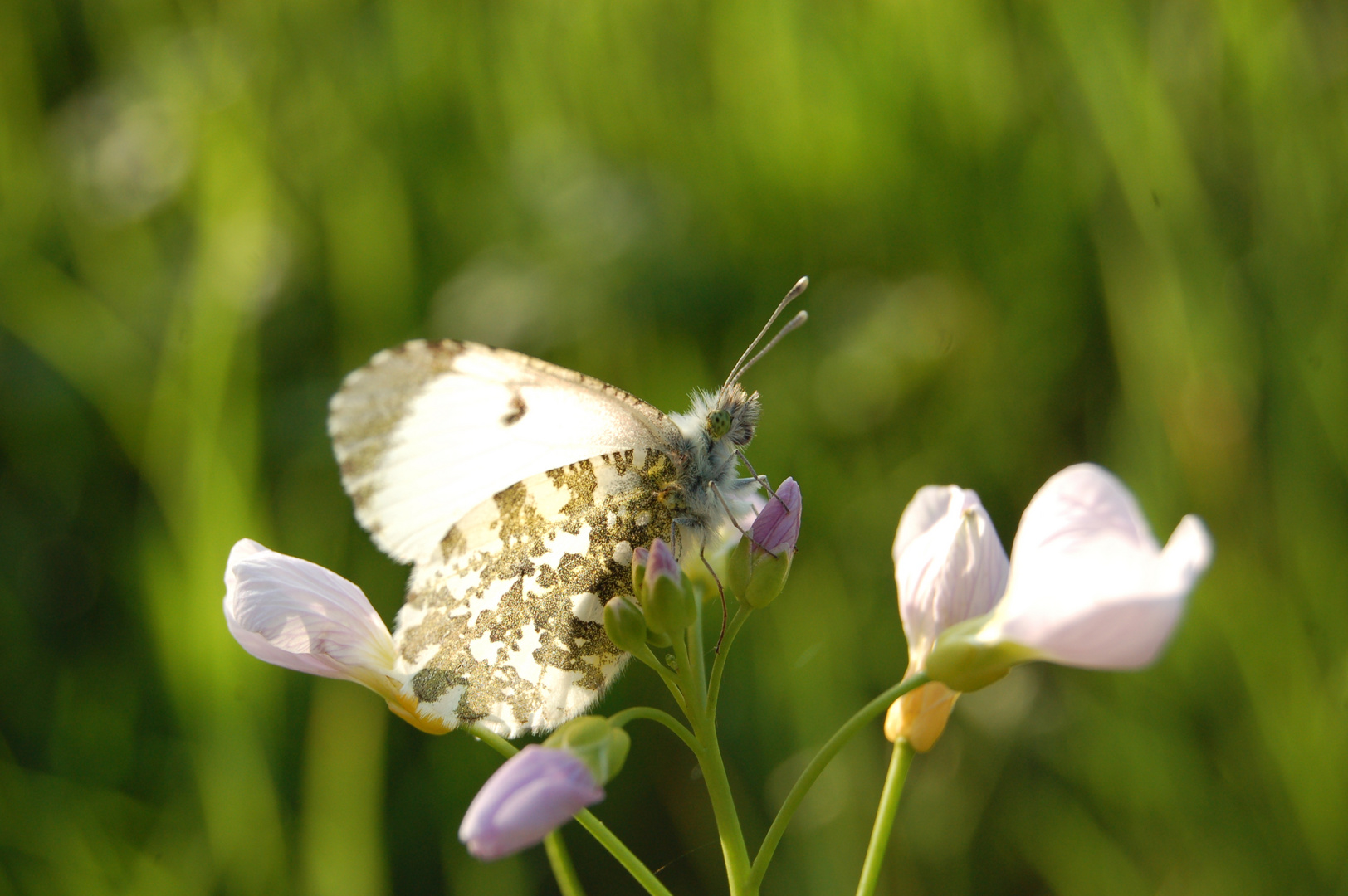 Klein - ganz groß Schmetterling / Auge