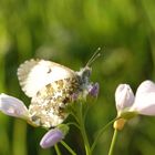 Klein - ganz groß Schmetterling / Auge