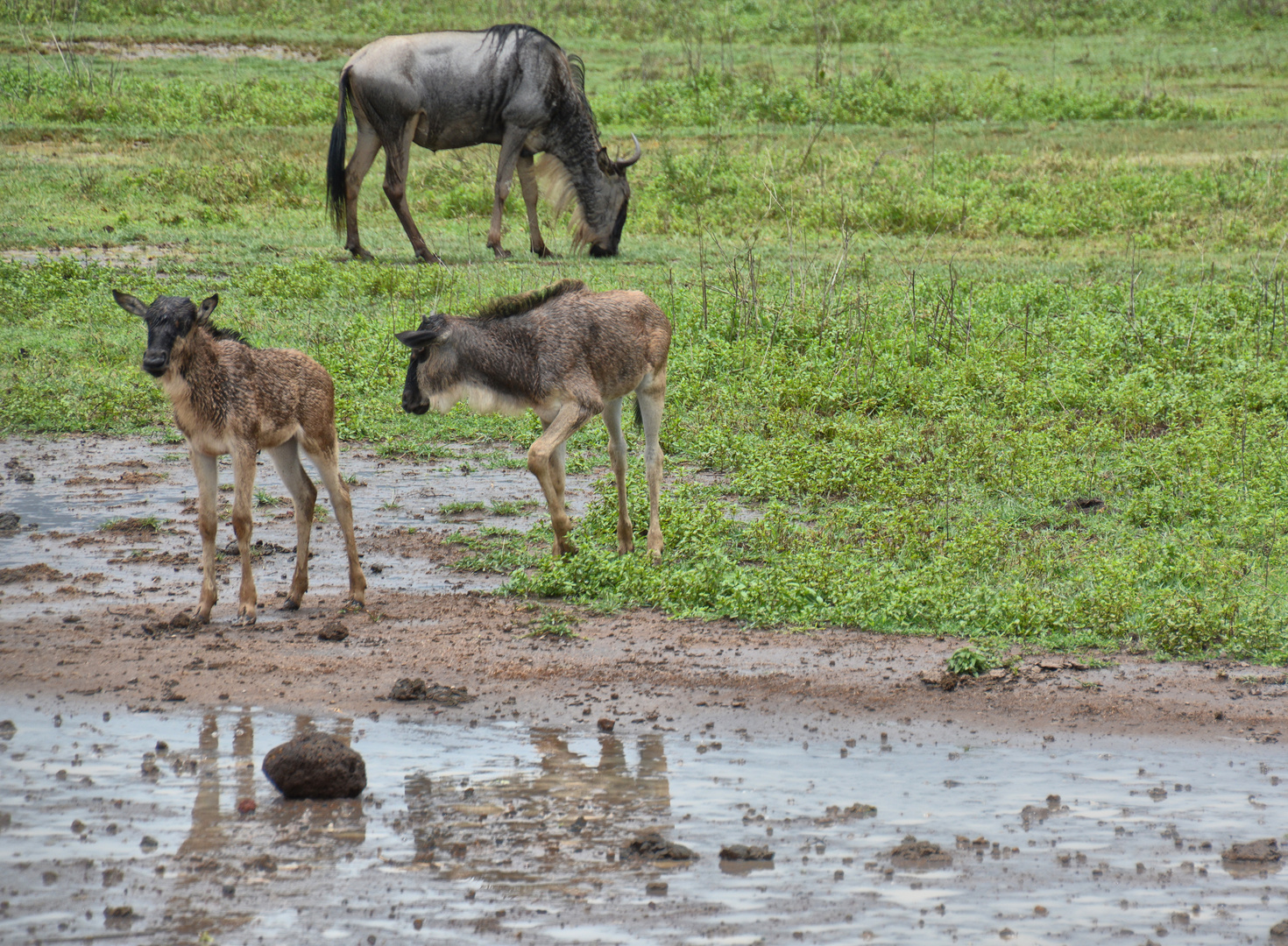 Klein Gnu