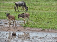 Klein Gnu