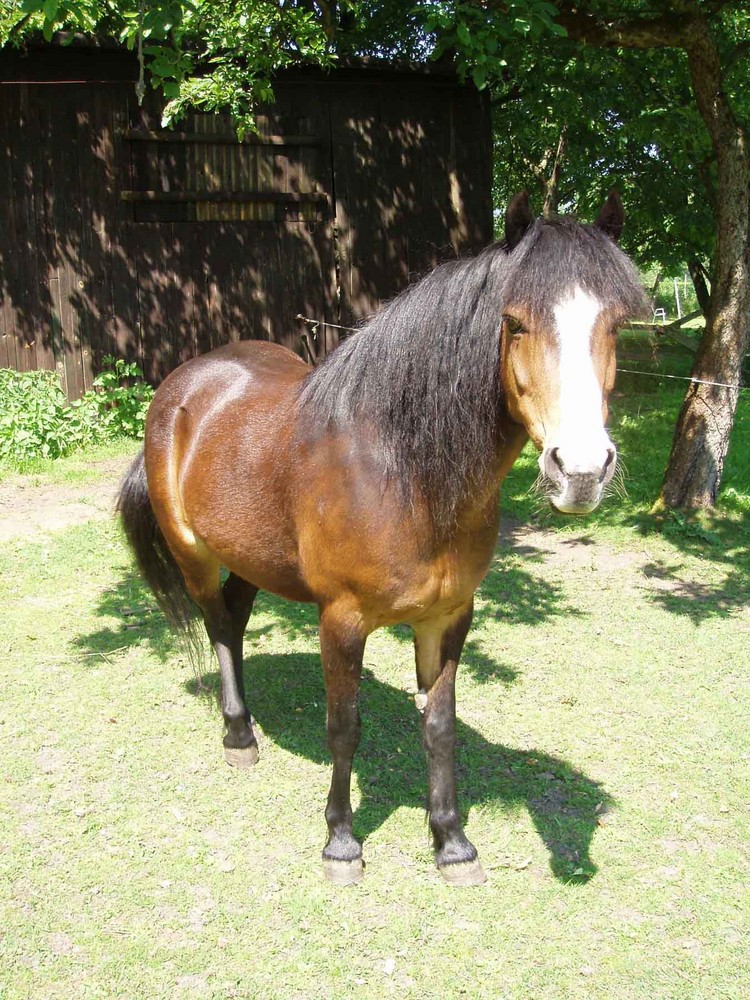 Klein Hannes fordert: Ponys statt trojanische Pferde !