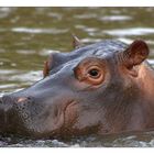Klein Hippo