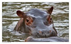 Klein Hippo ganz nah .