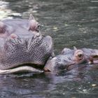 Klein Hippo mit Mutter