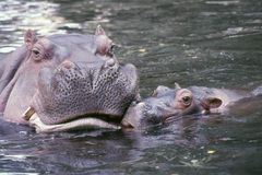 Klein Hippo mit Mutter