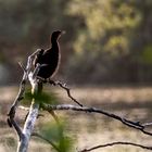 Klein kormoran