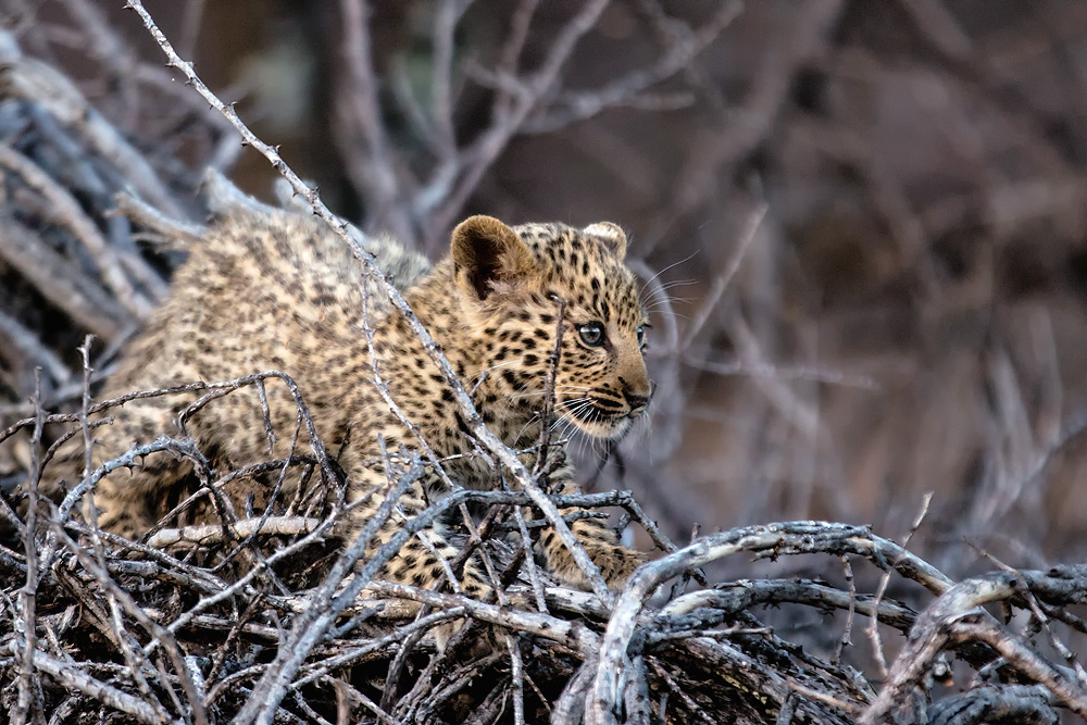 Klein Leopard auf Entdeckungsreise